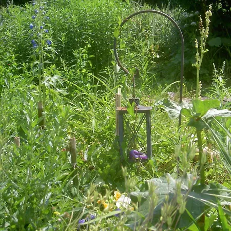 Serenella Fontaine Et Coquelicots